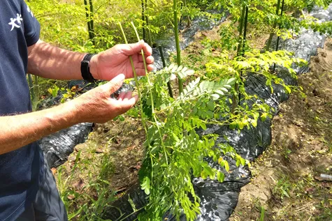 モリンガの収穫