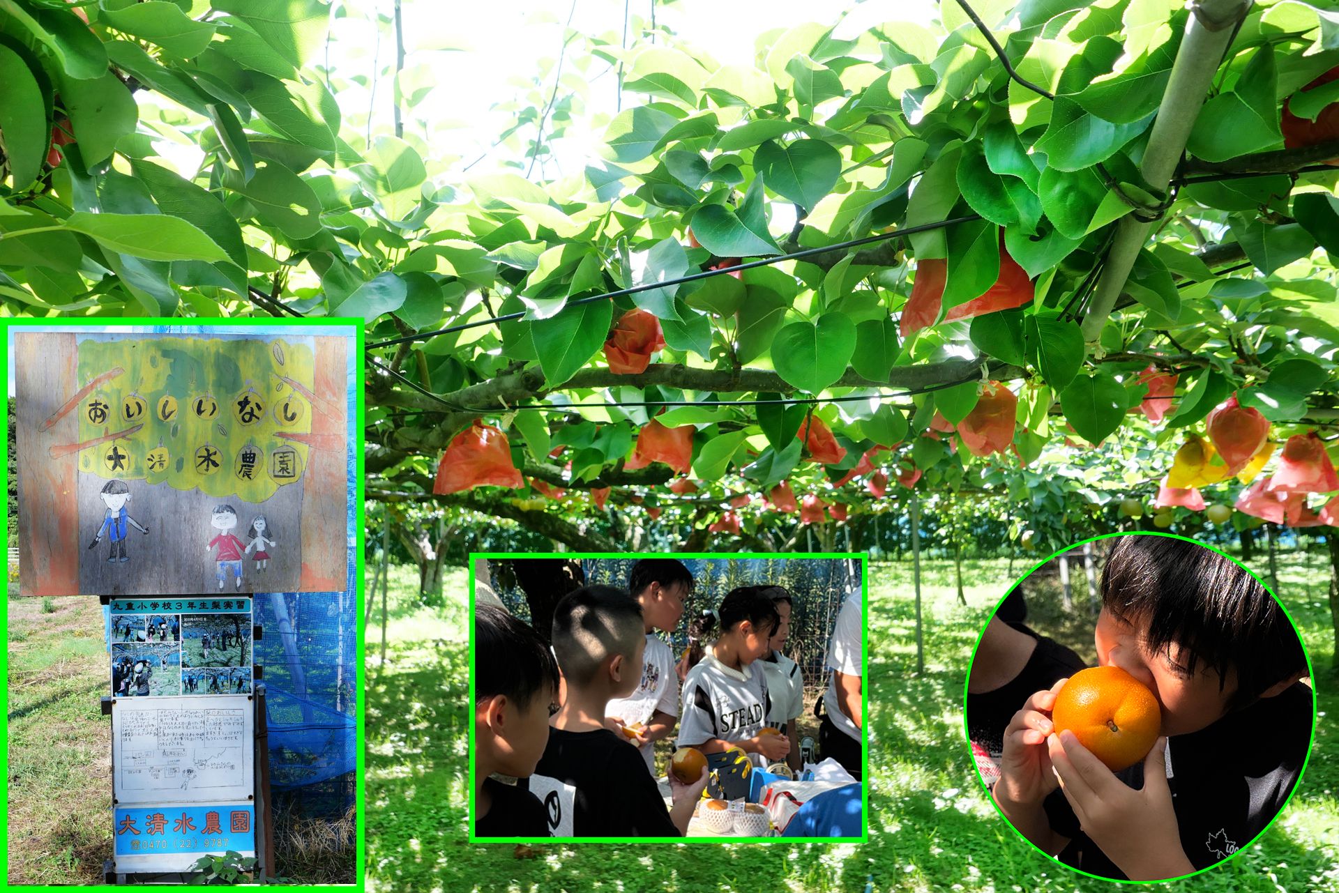 梨農園と小学校の農業体験